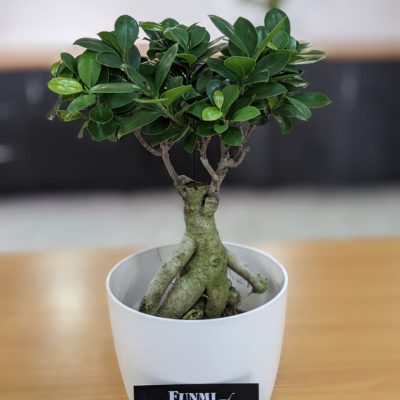 Bonsai plant with vase