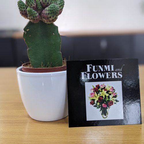 Cactus plant with vase – IV