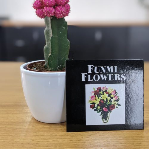 Cactus plant with vase – I