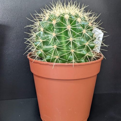 Cactus plant – II