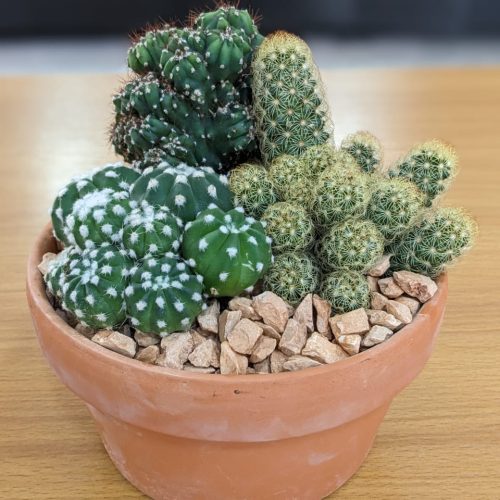 Cactus Plant with a clay vase