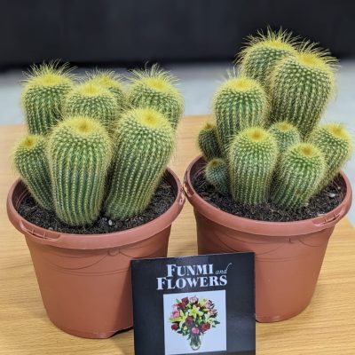 Cactus plants 70k Each