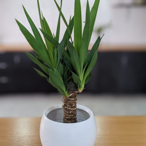 Yucca Plant with Vase 